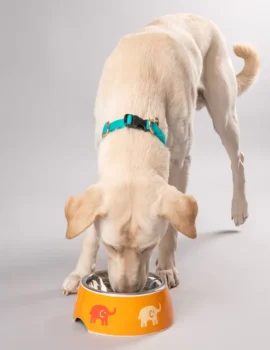 HUFT Summer Legacy Melamine Bowls For Dogs & Cats