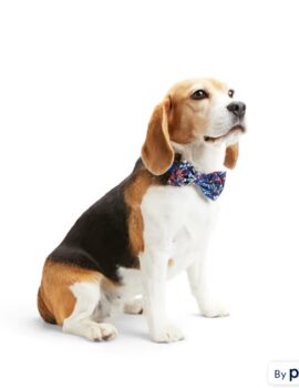 YOULY Floral/Stripe Bowtie for Dogs, Pack of 2