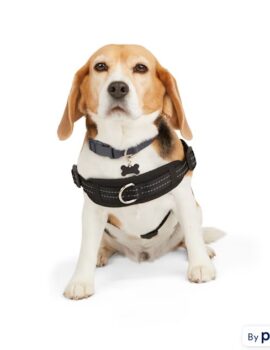 EveryYay Black Easy On Training Dog Harness, Medium