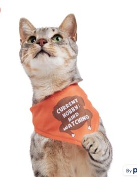 YOULY Thanksgiving Cat Bandana, Small/Medium