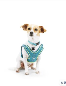 EveryYay Embrace the Pace Teal Reflective Small Dog Harness, XX-Small/X-Small